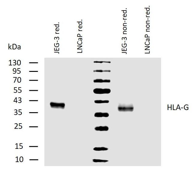 HLA-G Antibody in Western Blot (WB)