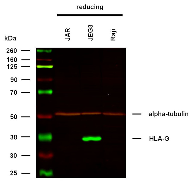 HLA-G Antibody in Western Blot (WB)