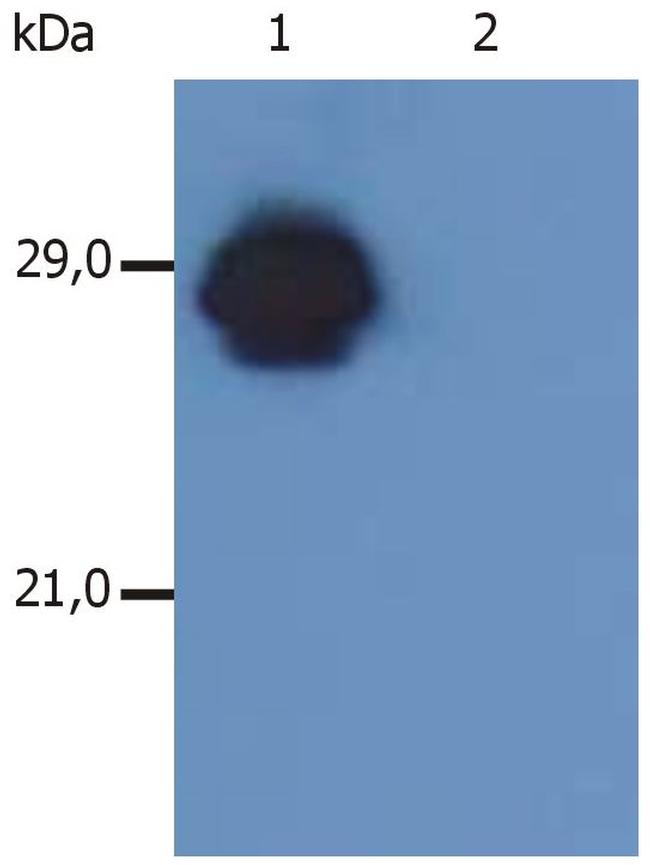 HLA-DR/DP Antibody in Western Blot (WB)