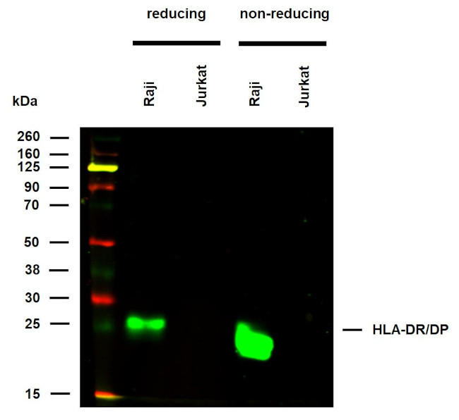 HLA-DR/DP Antibody in Western Blot (WB)