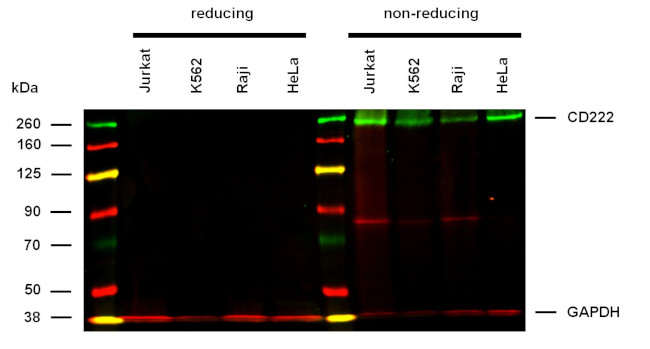 IGF2R Antibody in Western Blot (WB)