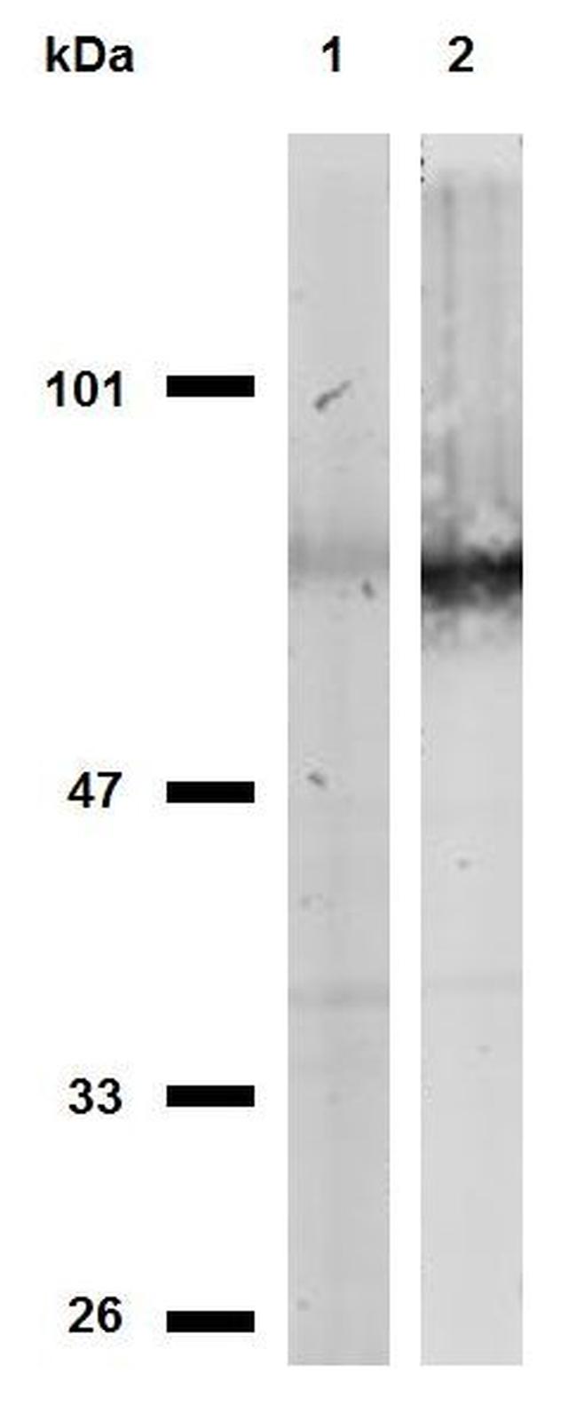 CD44 Antibody in Western Blot (WB)