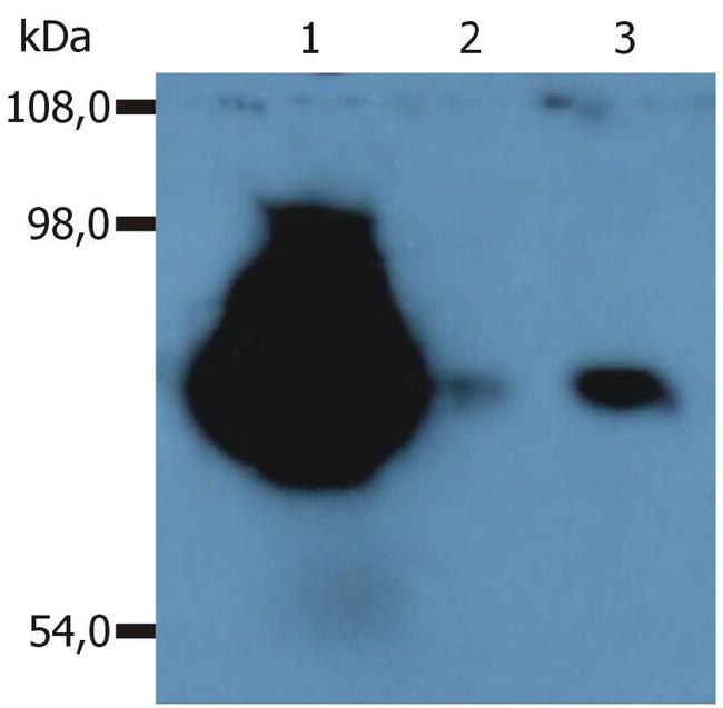 CD44 Antibody in Western Blot (WB)