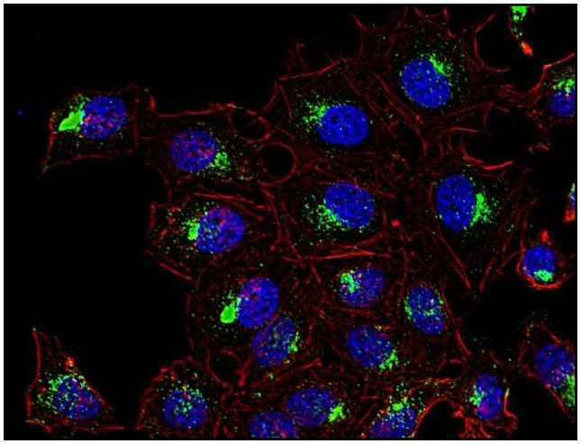 CD63 Antibody in Immunocytochemistry (ICC/IF)