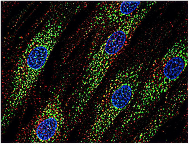 CD63 Antibody in Immunocytochemistry (ICC/IF)