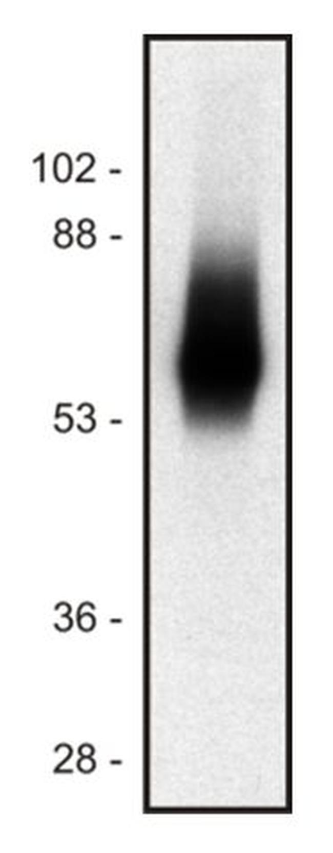 TRIM Antibody in Western Blot (WB)