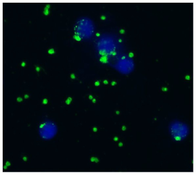 CD41/CD61 Antibody in Immunocytochemistry (ICC/IF)