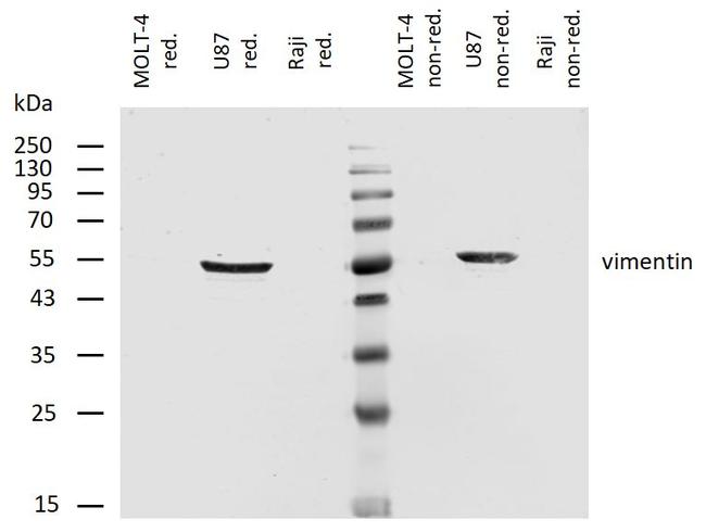 Vimentin Antibody in Western Blot (WB)