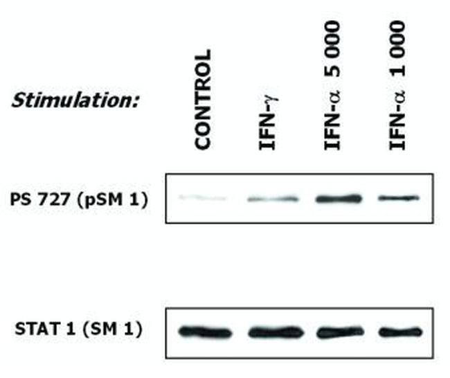 STAT1 Antibody in Western Blot (WB)