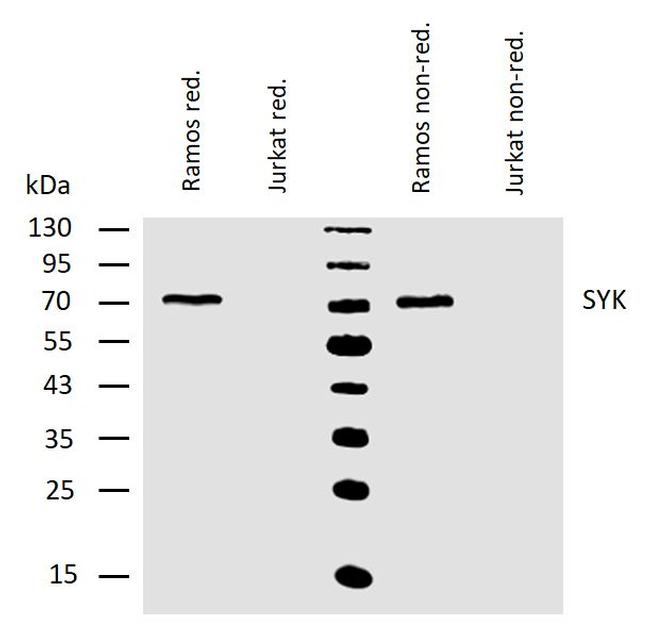 Syk Antibody in Western Blot (WB)