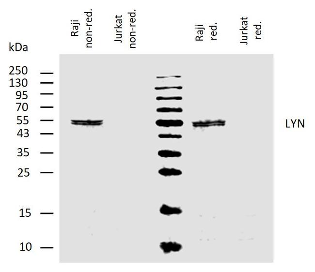 Lyn Antibody in Western Blot (WB)