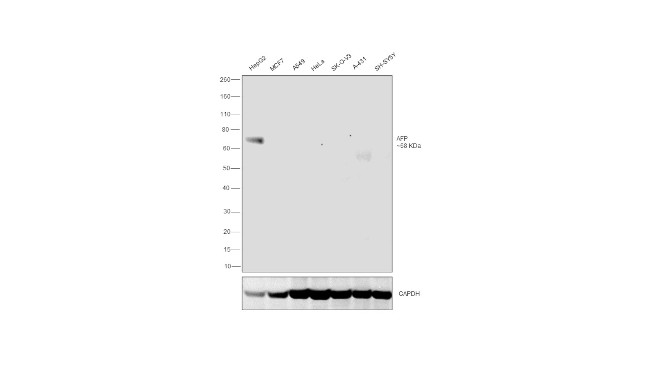 AFP Antibody in Western Blot (WB)