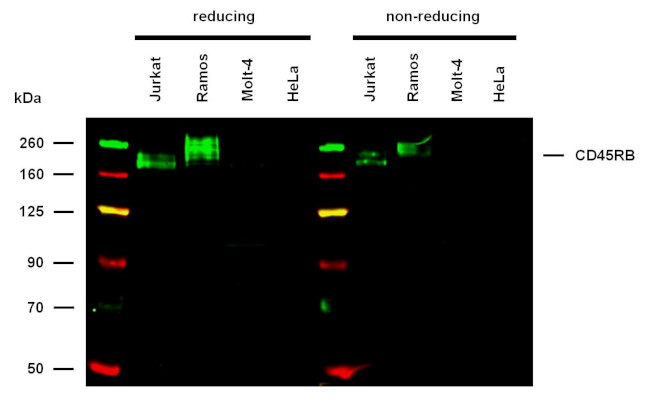 CD45RB Antibody in Western Blot (WB)