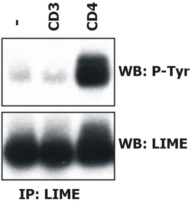 LIME Antibody in Immunoprecipitation (IP)