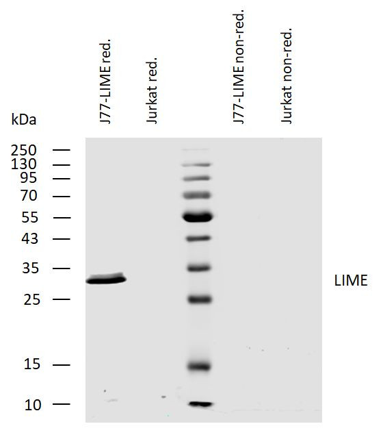 LIME Antibody in Western Blot (WB)