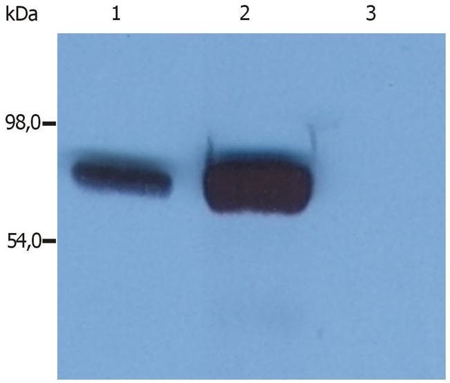 SLP76 Antibody in Western Blot (WB)