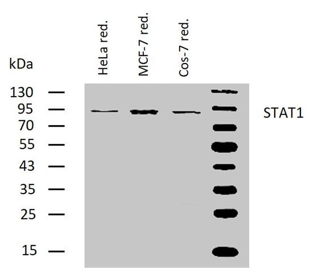 STAT1 Antibody in Western Blot (WB)