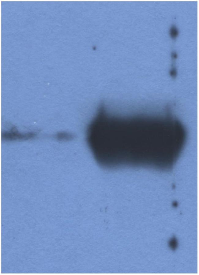 Bovine Ig (Light chain) Secondary Antibody in Western Blot (WB)