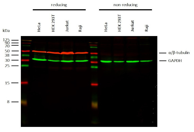 alpha/beta Tubulin Antibody in Western Blot (WB)