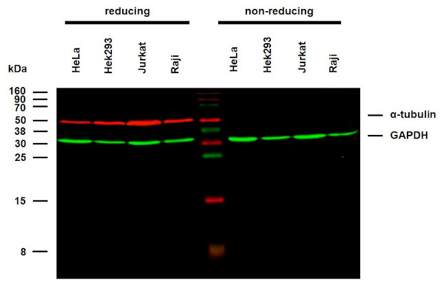 alpha Tubulin Antibody in Western Blot (WB)