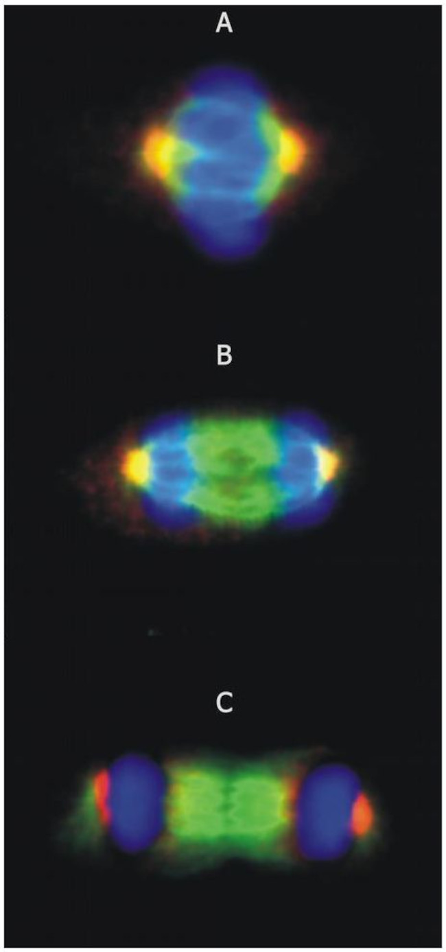 gamma Tubulin Antibody in Immunocytochemistry (ICC/IF)