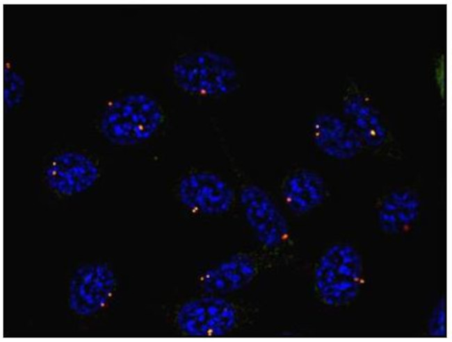 gamma Tubulin Antibody in Immunocytochemistry (ICC/IF)