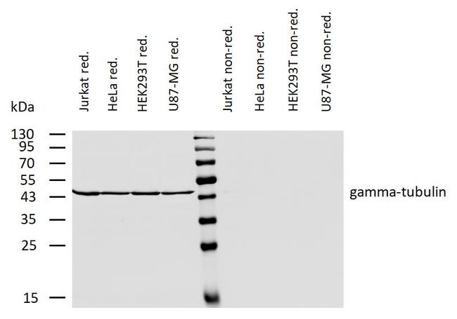 gamma Tubulin Antibody in Western Blot (WB)