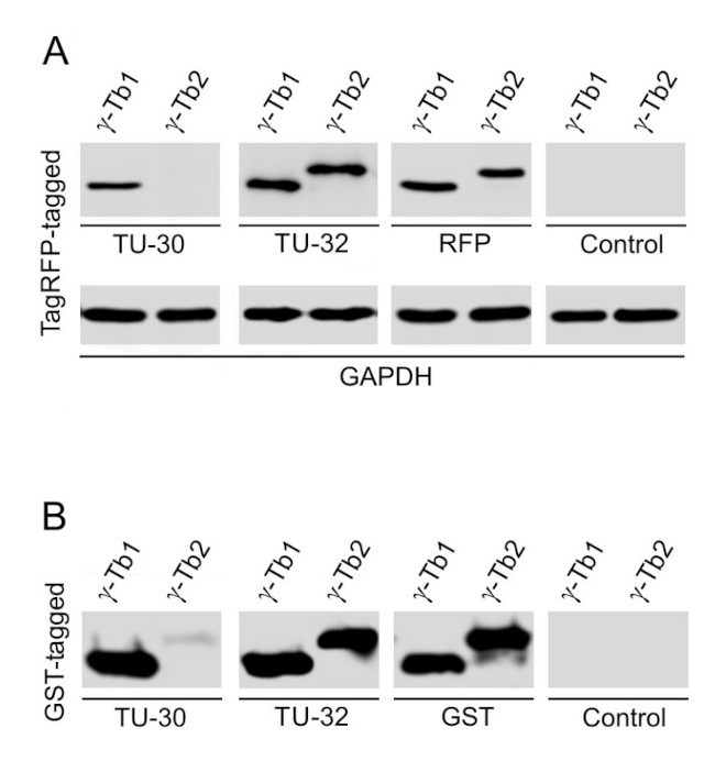 gamma Tubulin Antibody in Western Blot (WB)