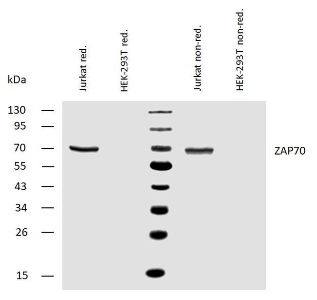 Zap-70 Antibody in Western Blot (WB)