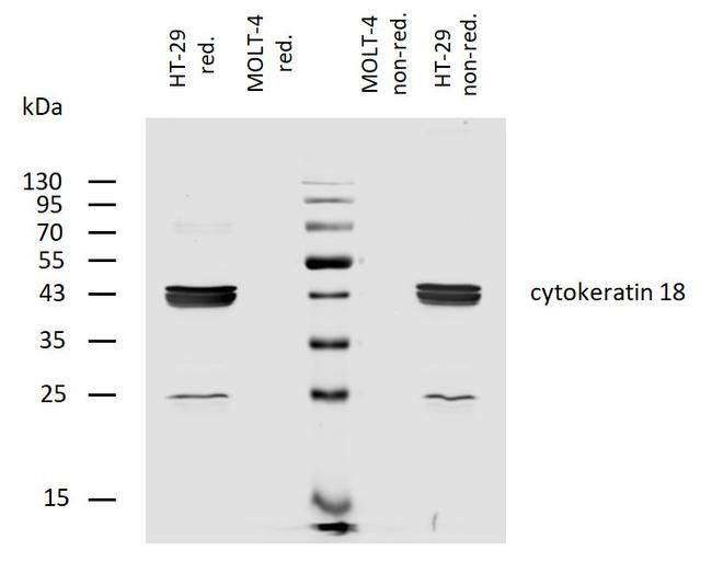 Cytokeratin 18 Antibody in Western Blot (WB)