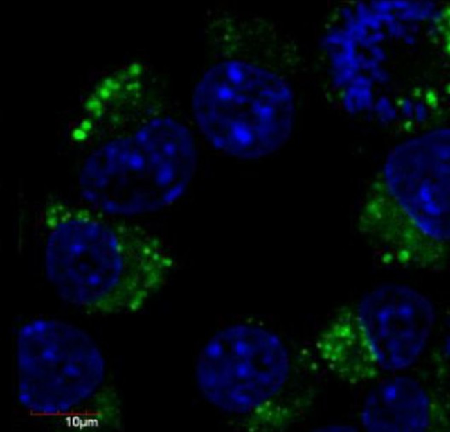 beta-3 Tubulin Antibody in Immunocytochemistry (ICC/IF)