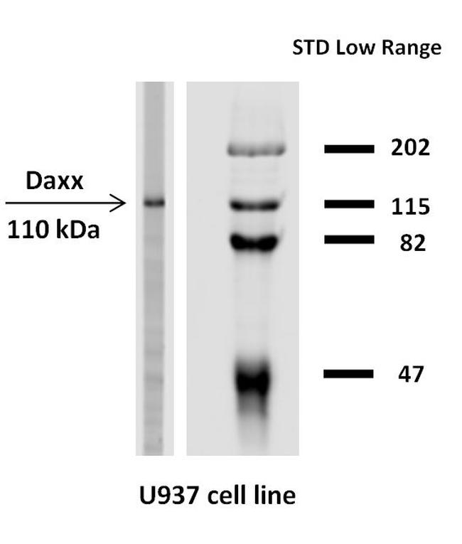 DAXX Antibody in Western Blot (WB)