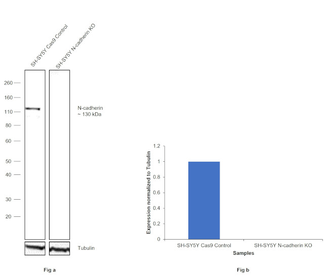 N-cadherin Antibody