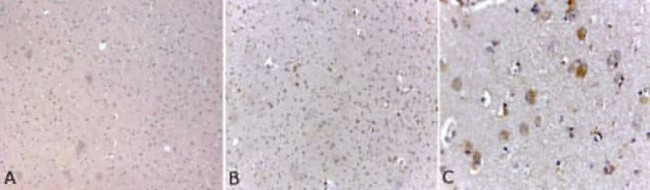 NF-H Antibody in Immunohistochemistry (Paraffin) (IHC (P))