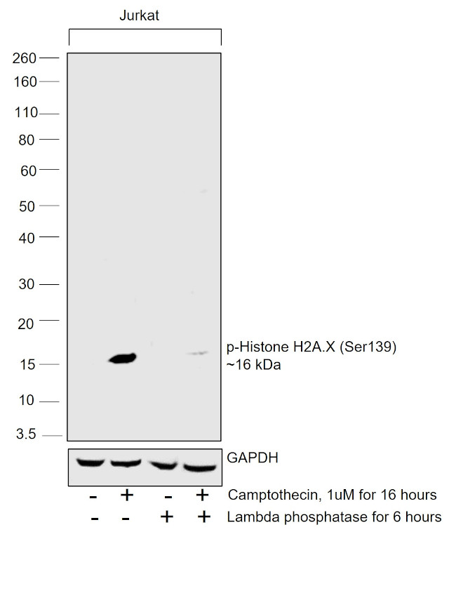 Phospho-Histone H2A.X (Ser139) Antibody