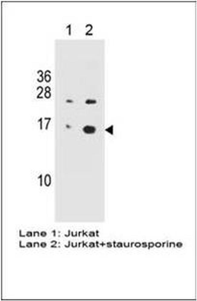 Phospho-Histone H2A.X (Ser139) Antibody in Western Blot (WB)