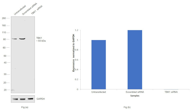 TBK1 Antibody