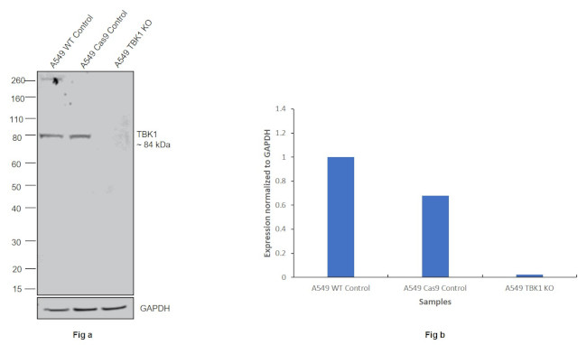 TBK1 Antibody in Western Blot (WB)