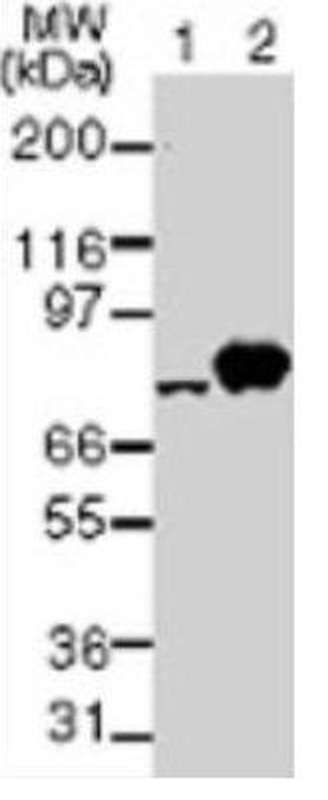 TBK1 Antibody in Western Blot (WB)