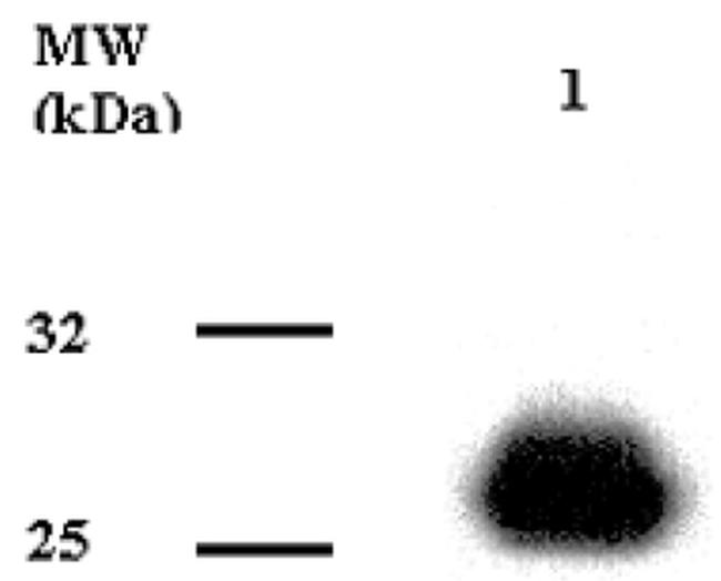 Adiponectin Antibody in Western Blot (WB)