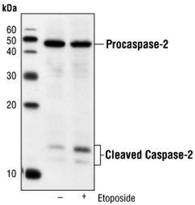 Caspase 2 Antibody in Western Blot (WB)