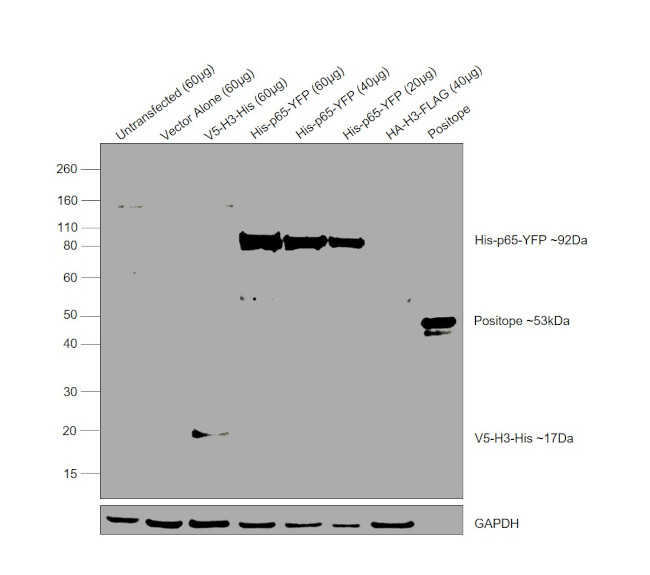 6x-His Tag Antibody