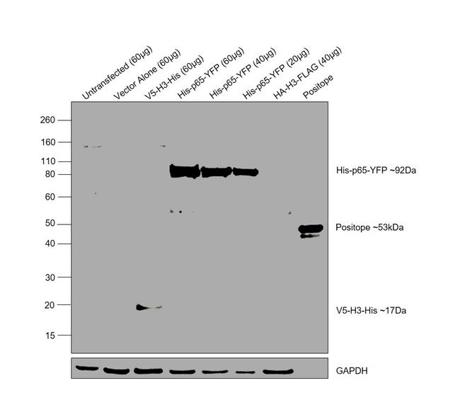 6x-His Tag Antibody in Western Blot (WB)