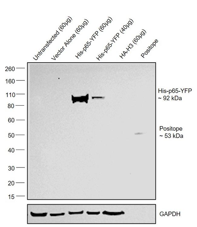 6x-His Tag Antibody in Western Blot (WB)