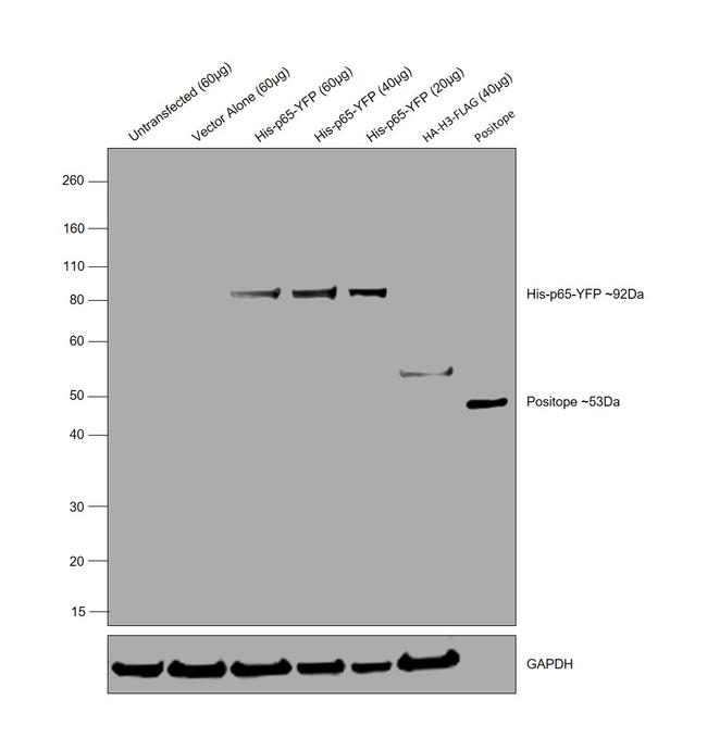 6x-His Tag Antibody in Western Blot (WB)