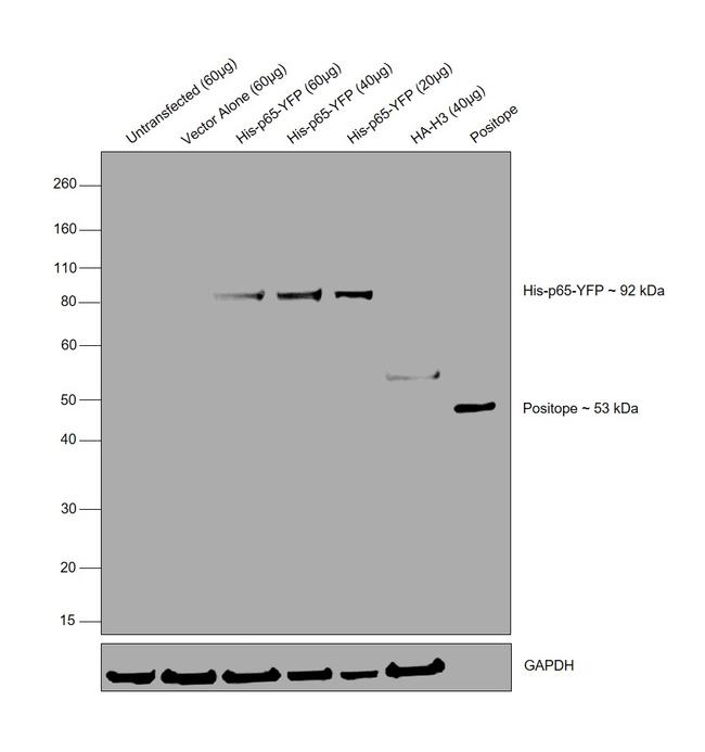 6x-His Tag Antibody in Western Blot (WB)