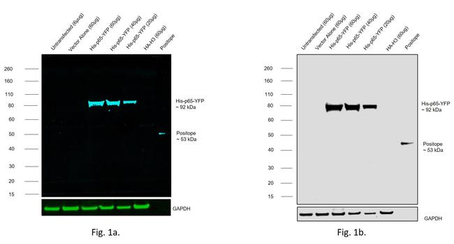 6x-His Tag Antibody in Western Blot (WB)