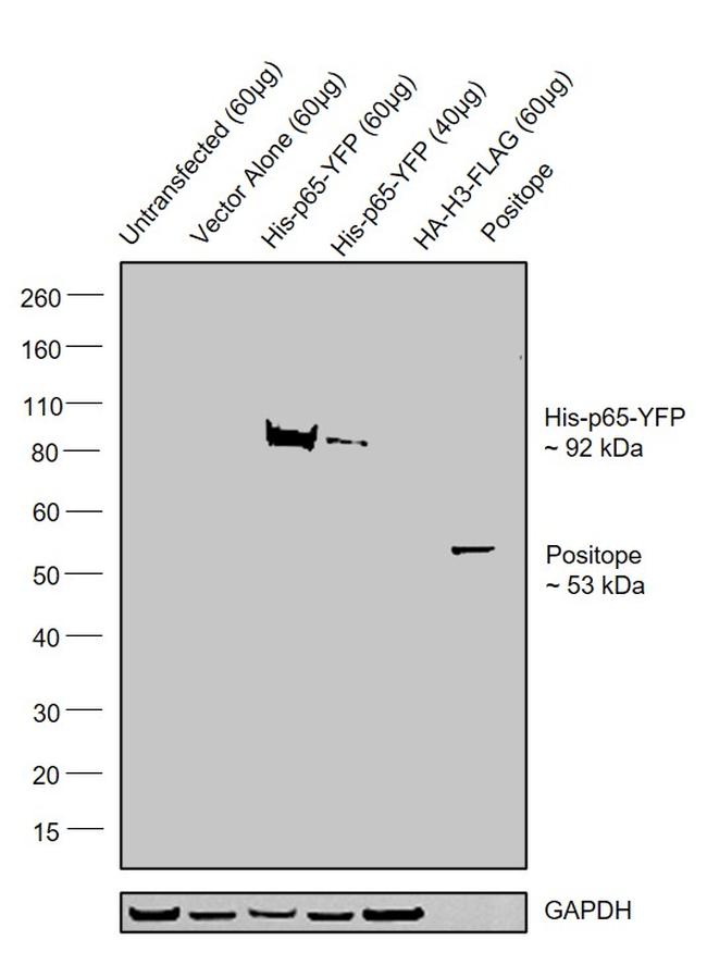 6x-His Tag Antibody in Western Blot (WB)