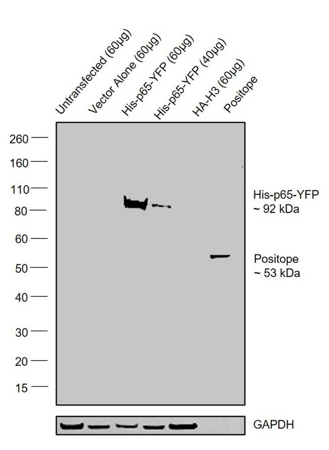 6x-His Tag Antibody in Western Blot (WB)