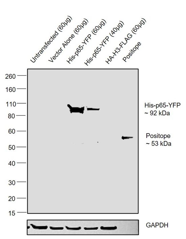 6x-His Tag Antibody in Western Blot (WB)